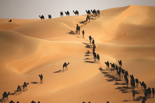 Full Day LIWA 4x4 Safari With Lunch Included From Abu Dhabi - Photo 1 of 9